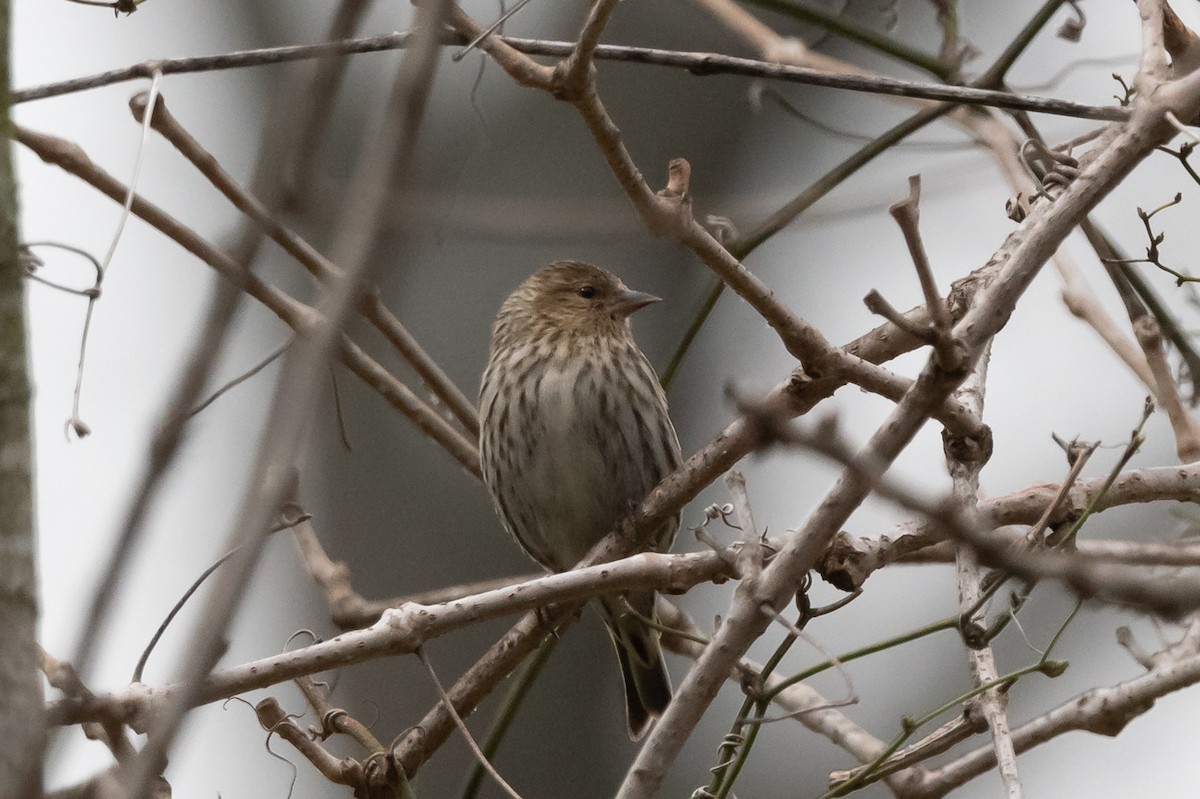 Чиж сосновий - ML213975671