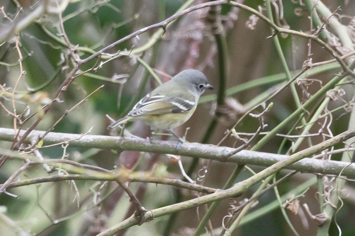 Віреон сизоголовий - ML213975701