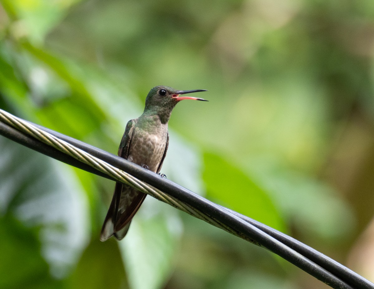 Scaly-breasted Hummingbird - ML213976391