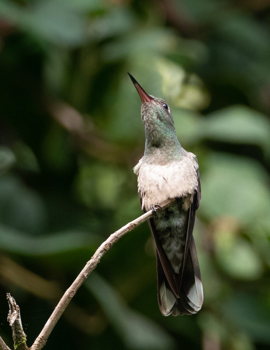 Scaly-breasted Hummingbird - Jan Allen