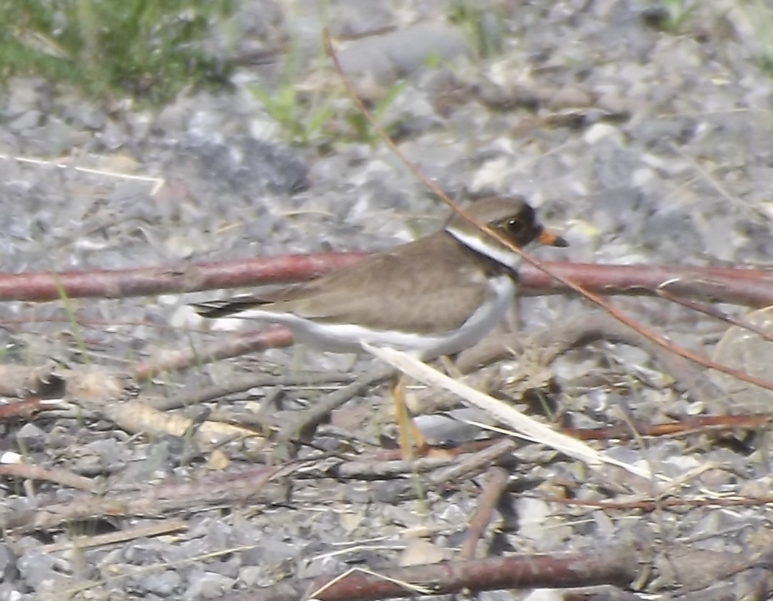Semipalmated Plover - ML213977281