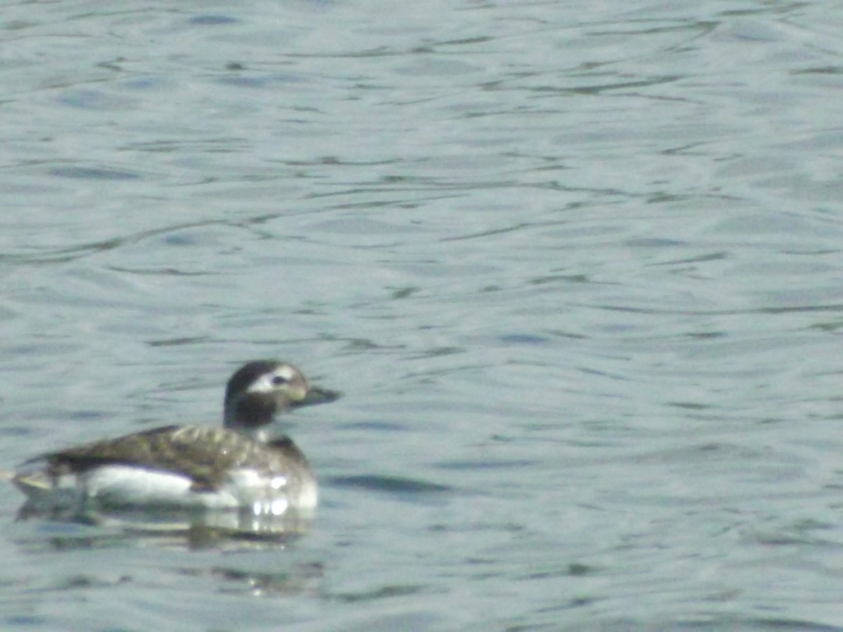 Long-tailed Duck - ML213977521