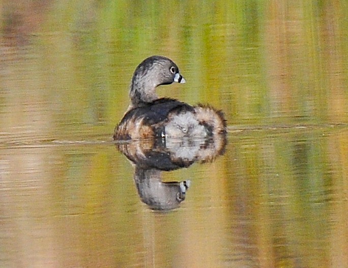 Pied-billed Grebe - ML213977561