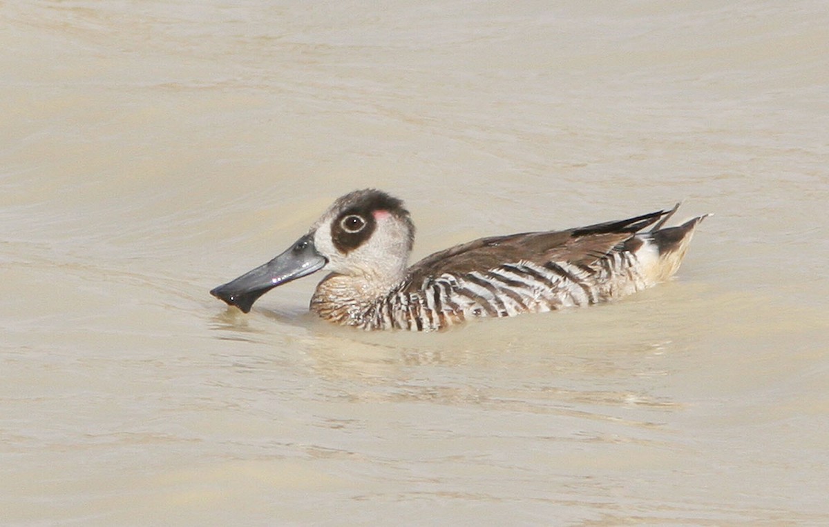 Pink-eared Duck - Don Roberson