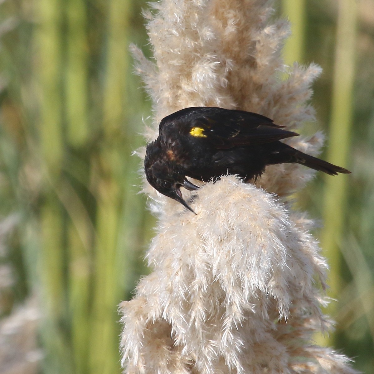 Yellow-winged Blackbird - ML213980641