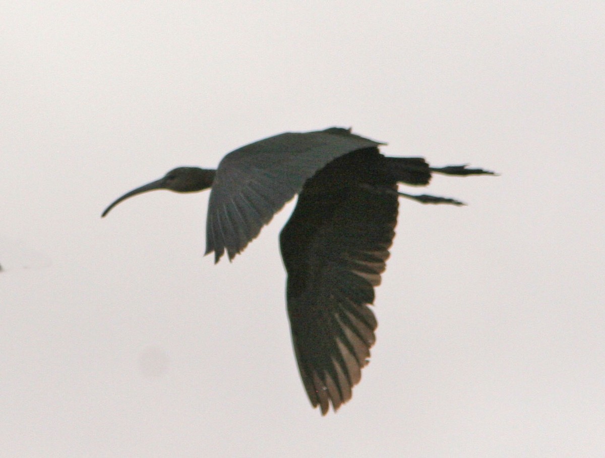 Glossy Ibis - Don Roberson