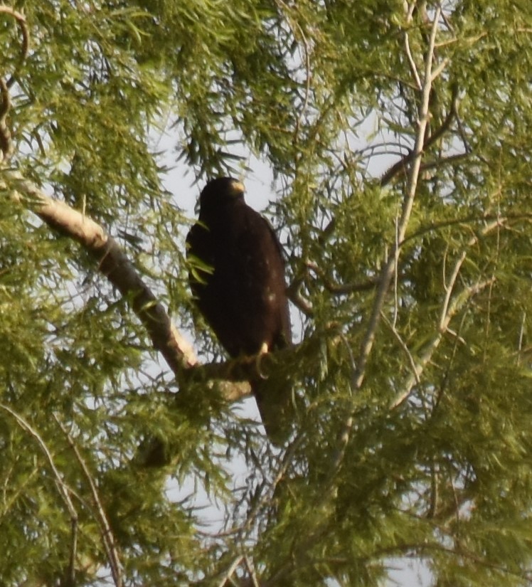 Zone-tailed Hawk - ML213983871