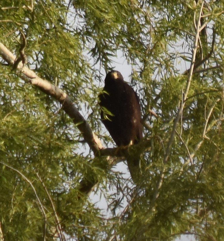 Zone-tailed Hawk - ML213983881