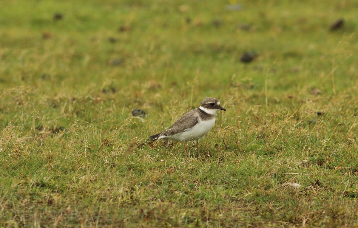 Common Ringed Plover - Andrew Steele