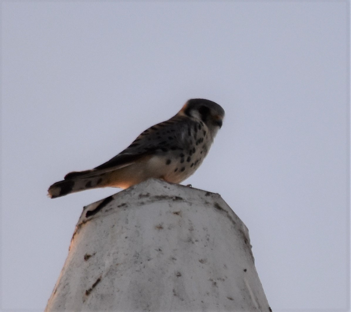 American Kestrel - ML213983951