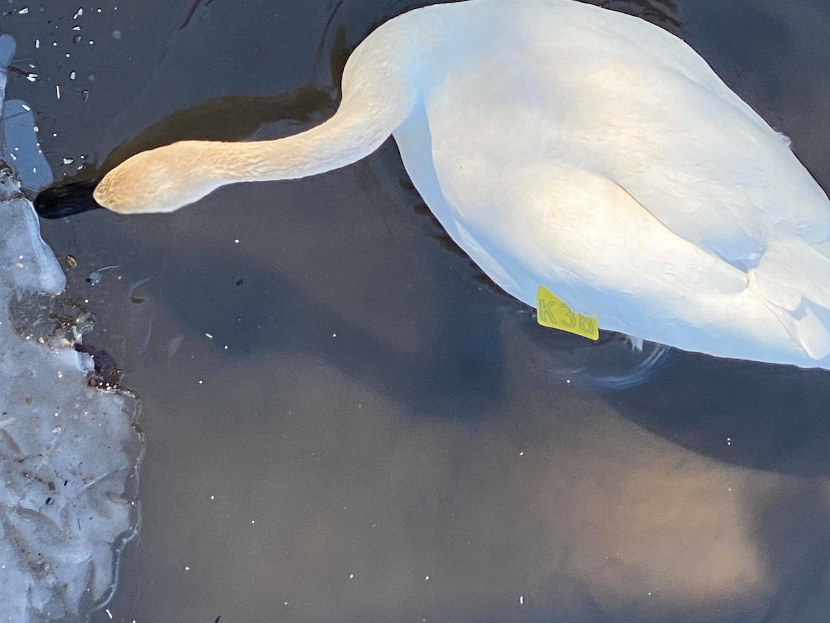 Trumpeter Swan - Kaelyn Bumelis