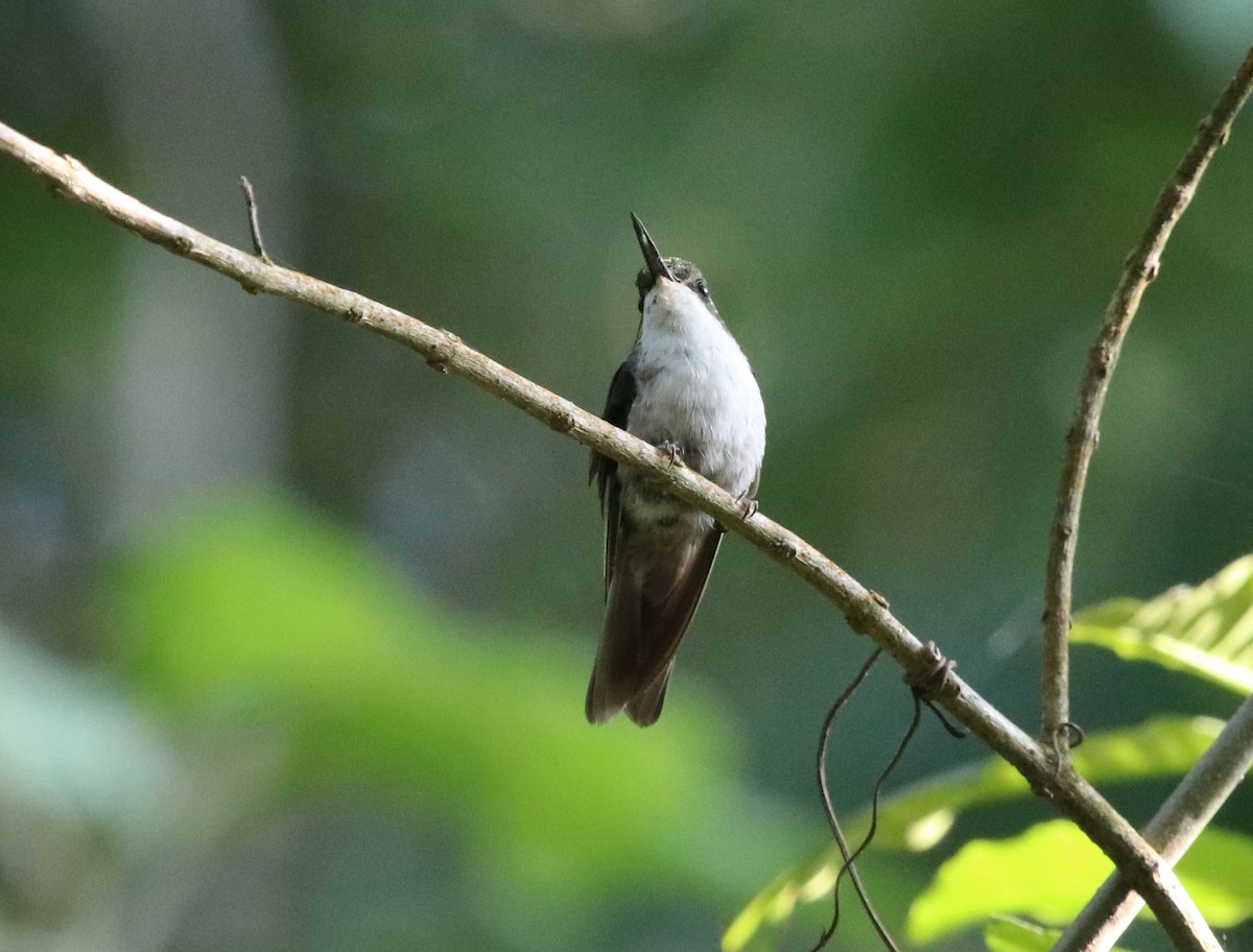 Colibrí Gorjiescamoso - ML213986701