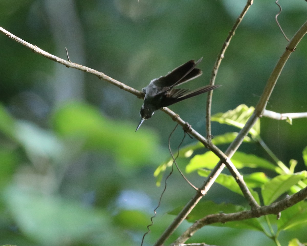 Colibrí Gorjiescamoso - ML213986741