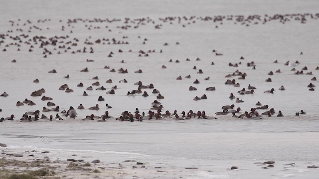 Redhead - ML213986881