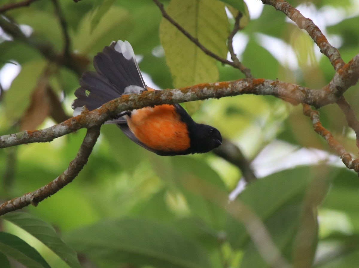 Slate-throated Redstart - Jason Fidorra