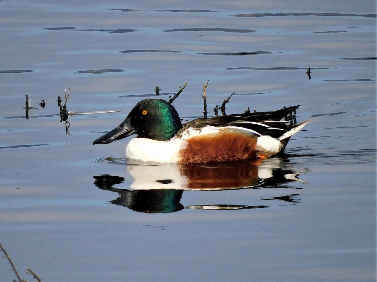 Northern Shoveler - ML213988401