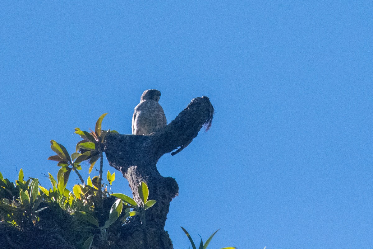 Broad-winged Hawk - ML213989401