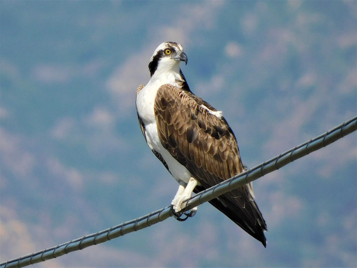 Águila Pescadora - ML213989741