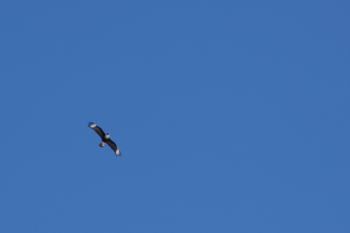 Crested Caracara (Northern) - ML213989791