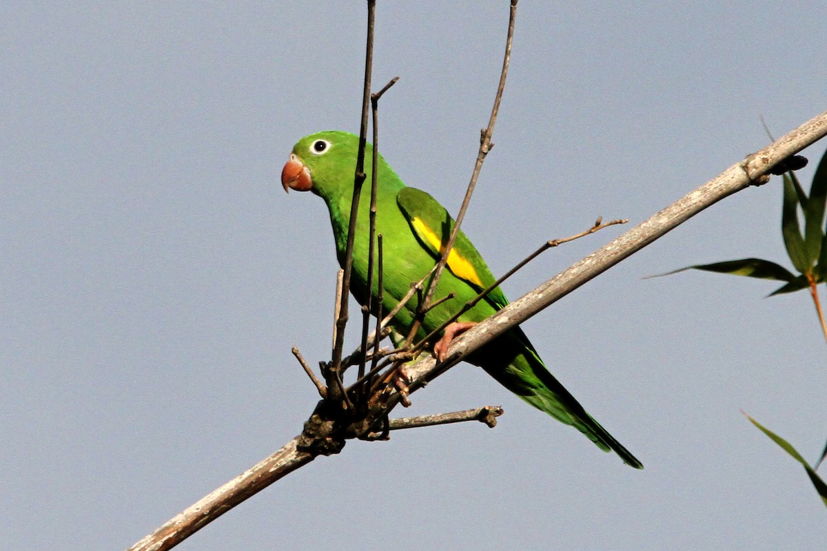 Yellow-chevroned Parakeet - ML213991001