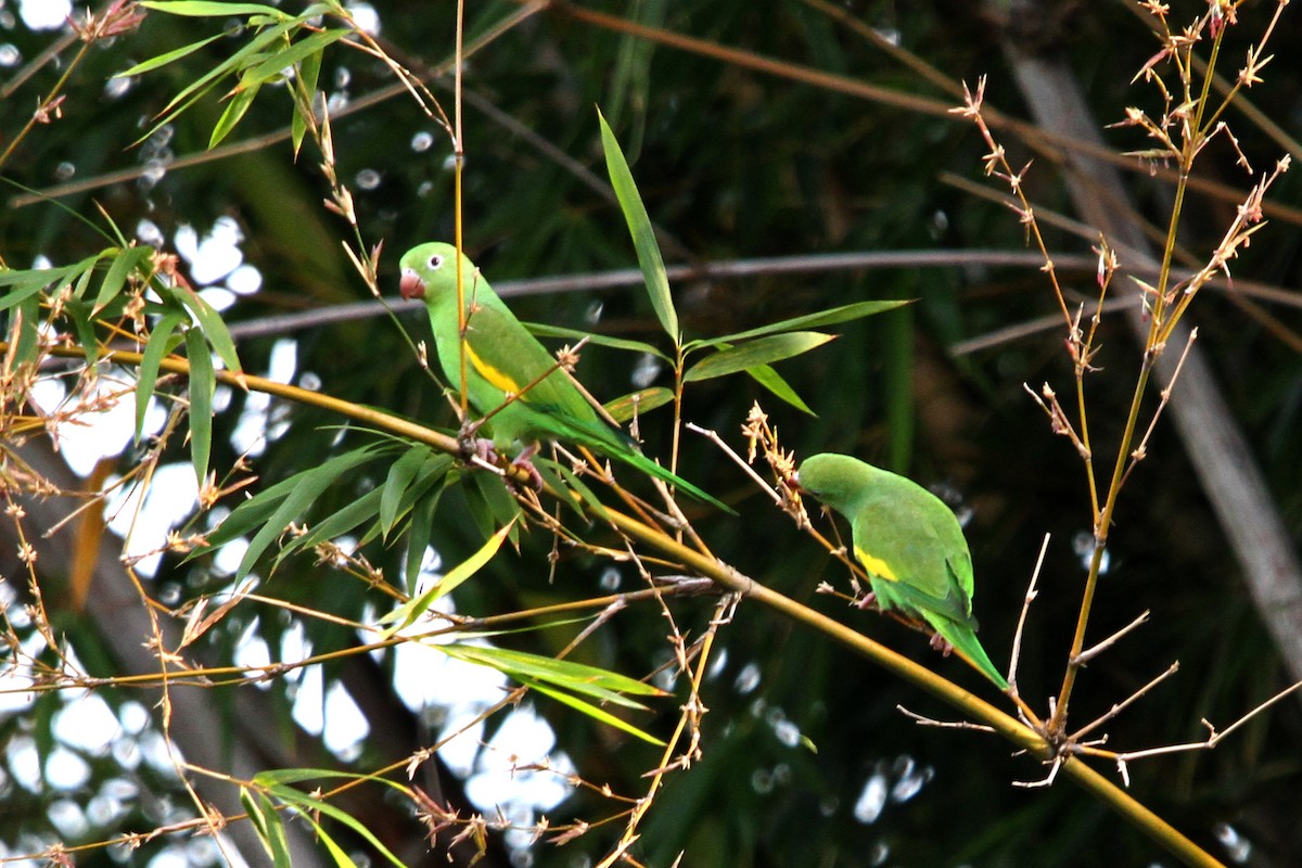 Yellow-chevroned Parakeet - ML213991101