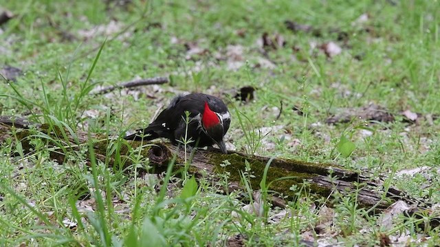 Pileated Woodpecker - ML213991161