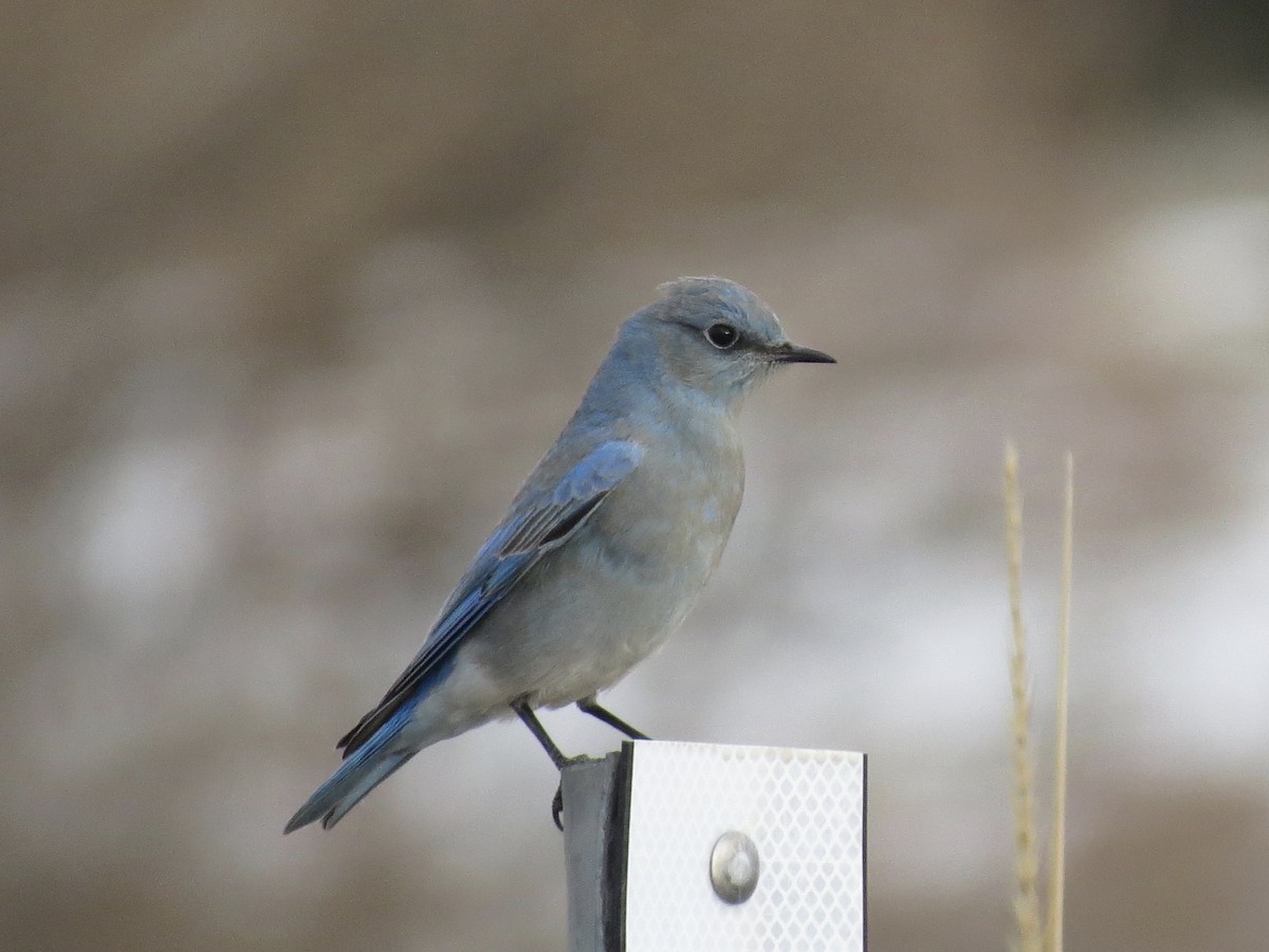 Mountain Bluebird - ML213992571