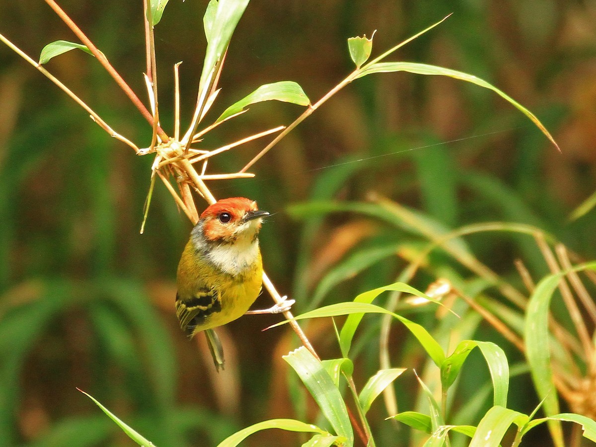 Rufous-crowned Tody-Flycatcher - Carl Poldrack