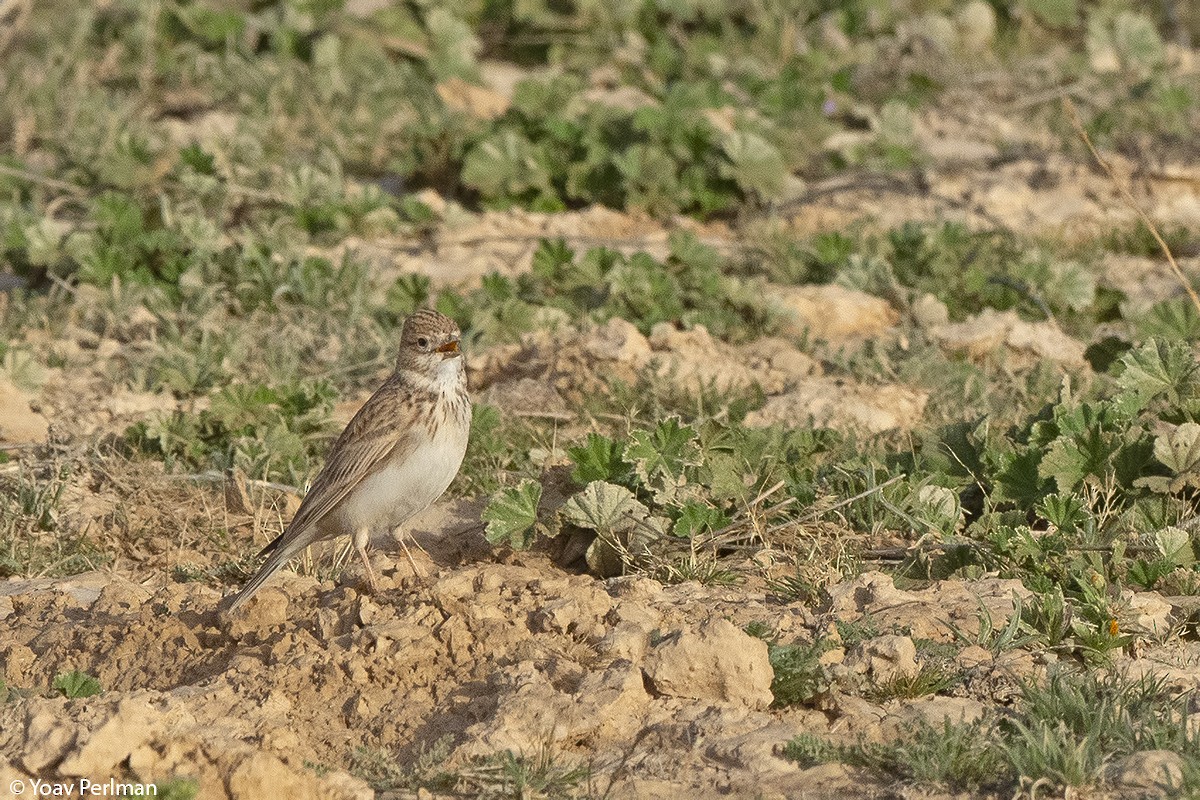 Mediterranean Short-toed Lark - ML213994571