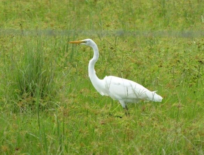 Great Egret - Linda Morgan