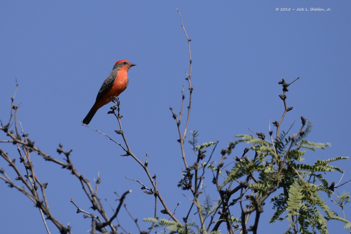 Mosquero Cardenal - ML21399711