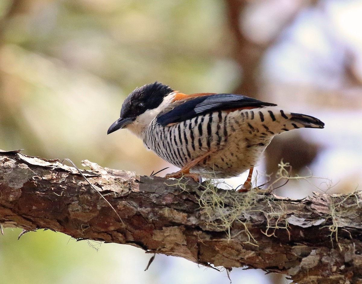 Vietnamese Cutia - Craig Robson