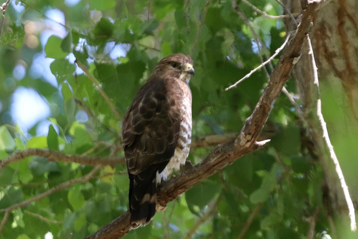 Broad-winged Hawk - ML213998301