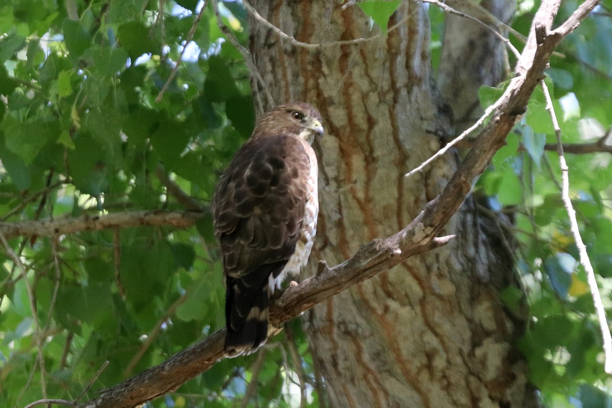 Broad-winged Hawk - ML213998331