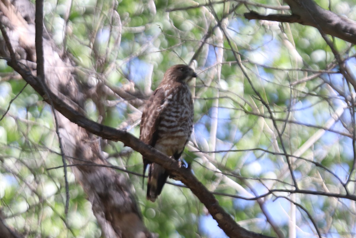 Broad-winged Hawk - ML213998351