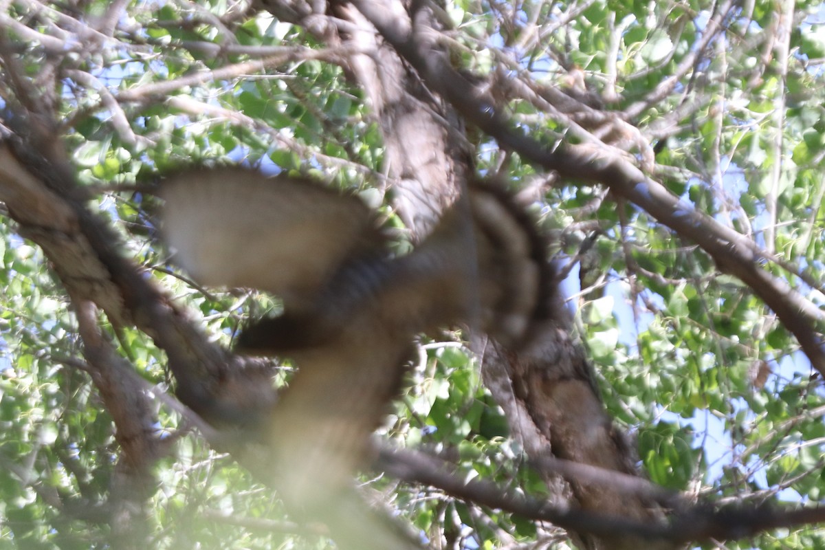 Broad-winged Hawk - ML213998441