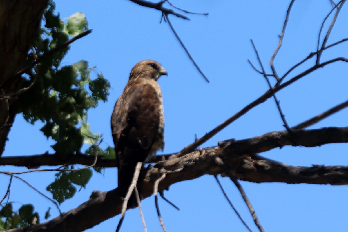 Broad-winged Hawk - ML213998451