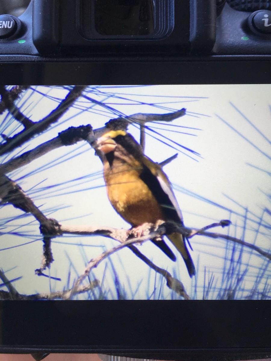 Evening Grosbeak - ML214000081