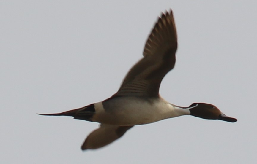 Northern Pintail - ML214001561