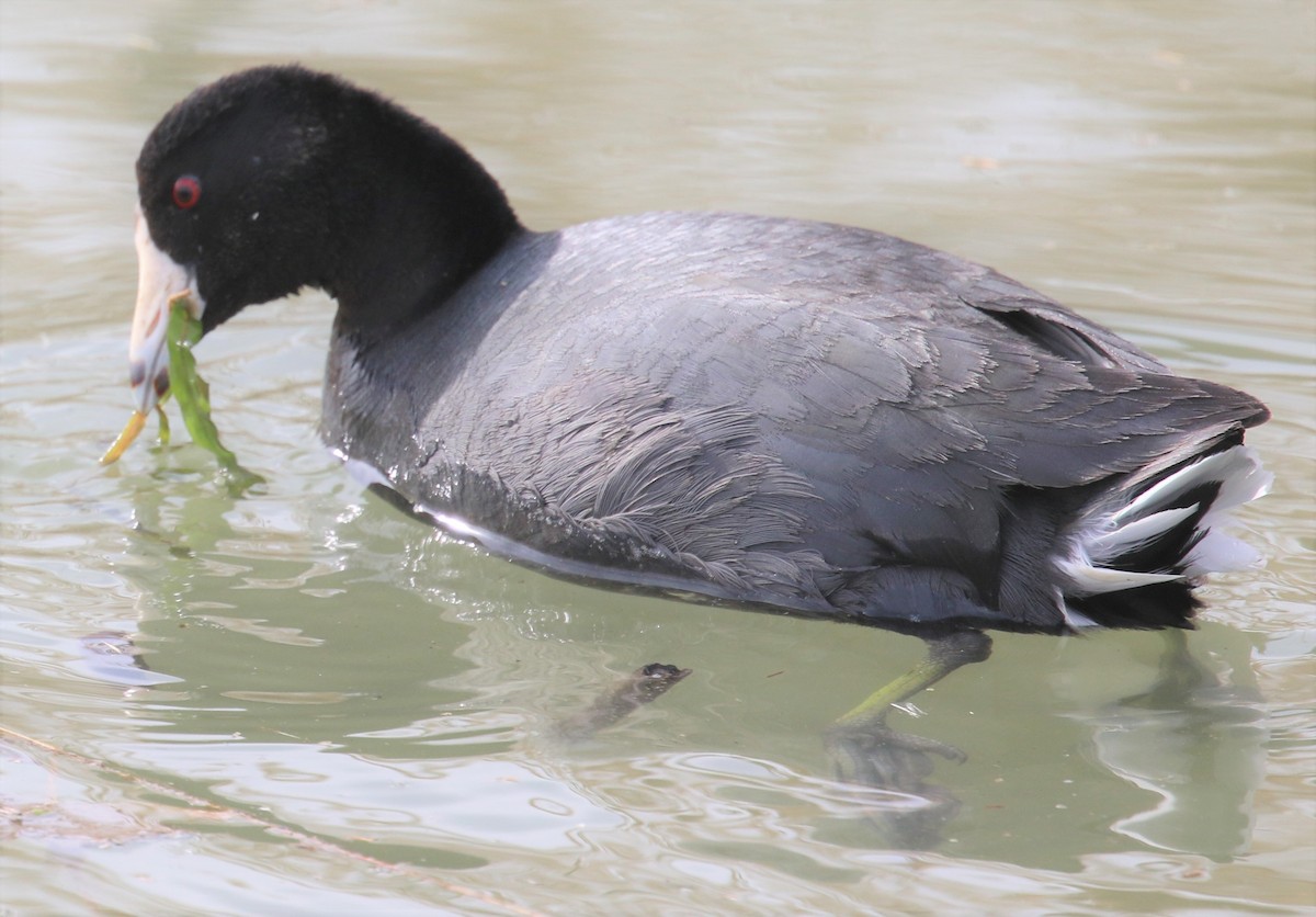 American Coot - Janice Vander Molen