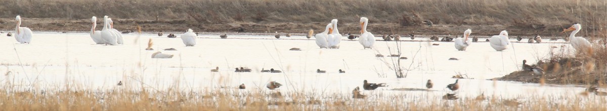 American White Pelican - Janice Vander Molen