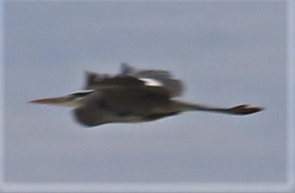 Great Blue Heron - ML214002161