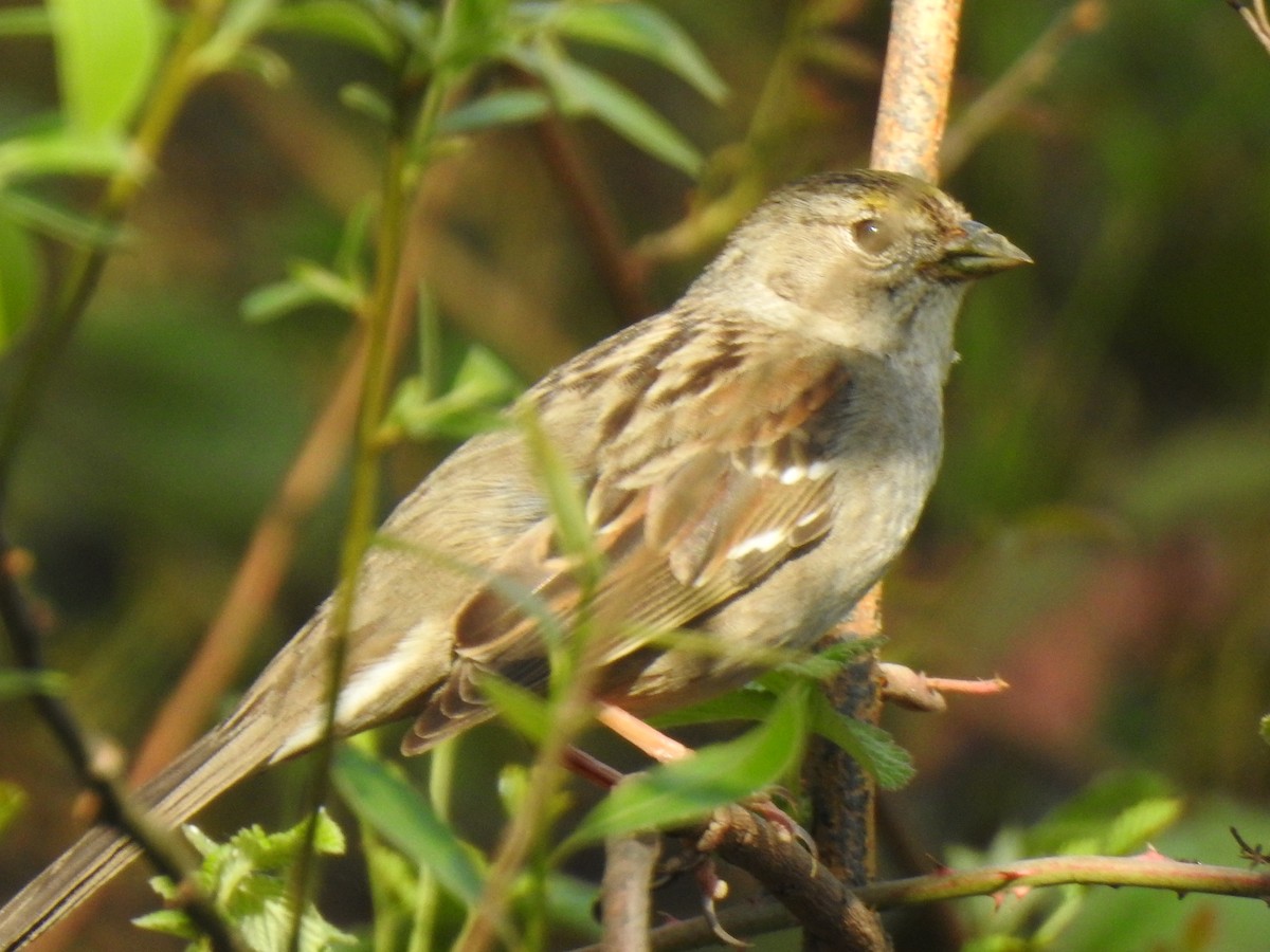 Golden-crowned Sparrow - ML214002261