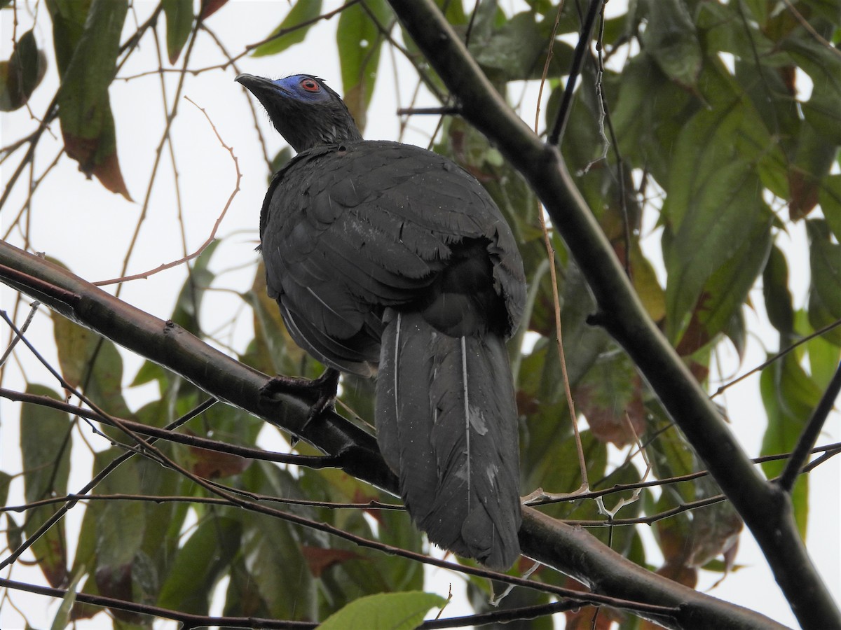 Andean Guan - ML214002711