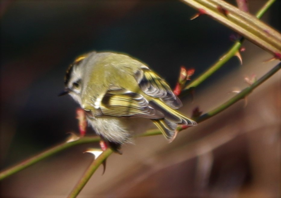 Golden-crowned Kinglet - ML214003081