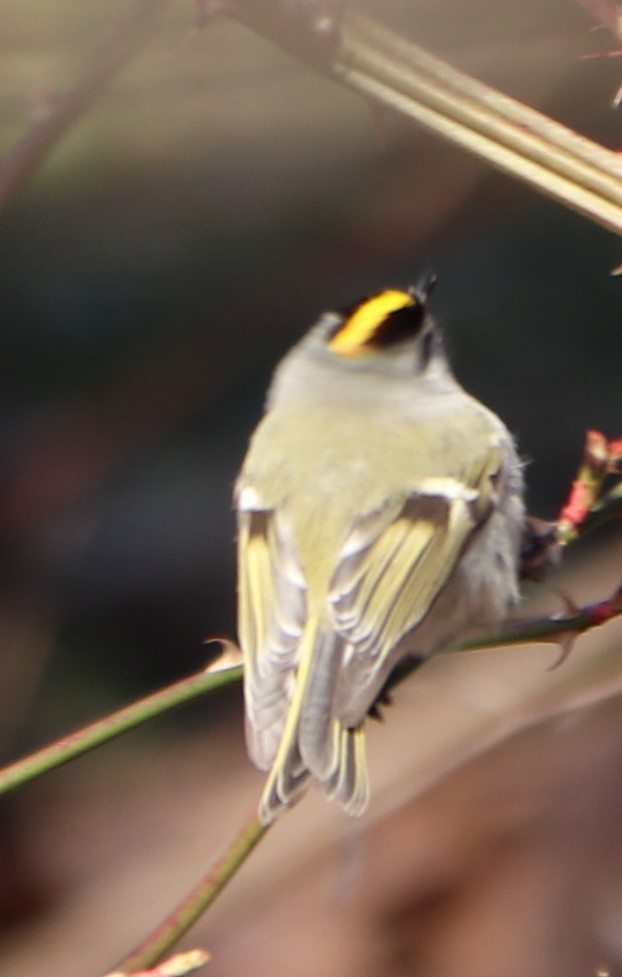 Golden-crowned Kinglet - ML214003141