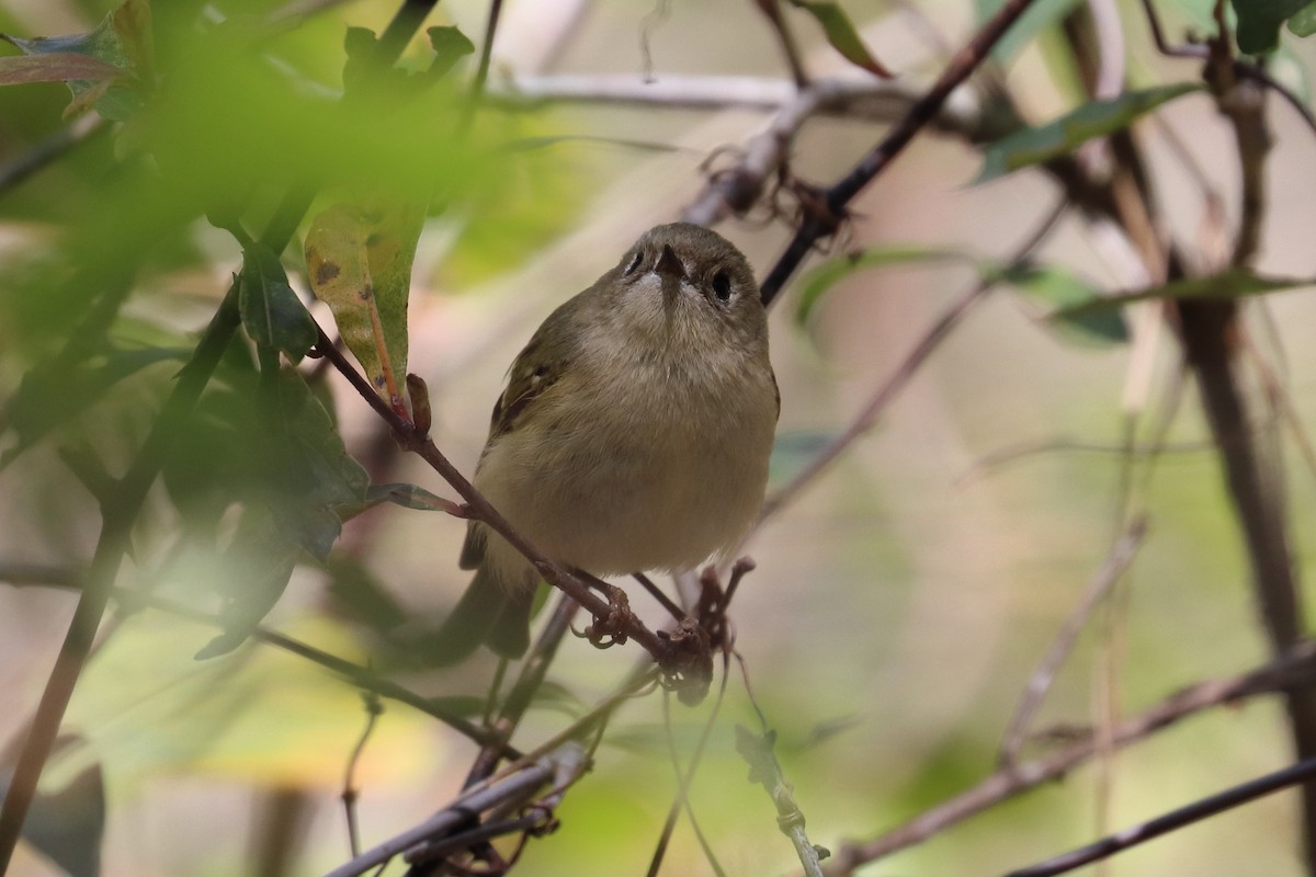 Ruby-crowned Kinglet - ML214003371