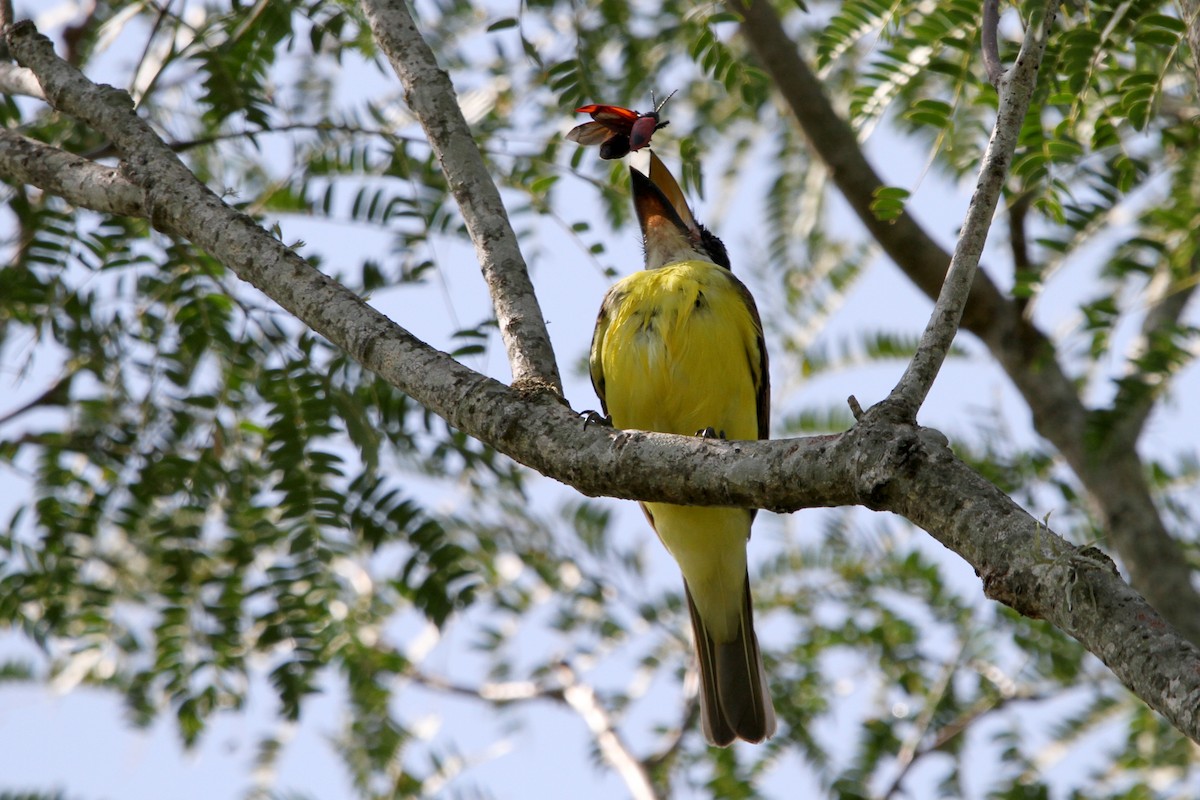 Boat-billed Flycatcher - ML214003561