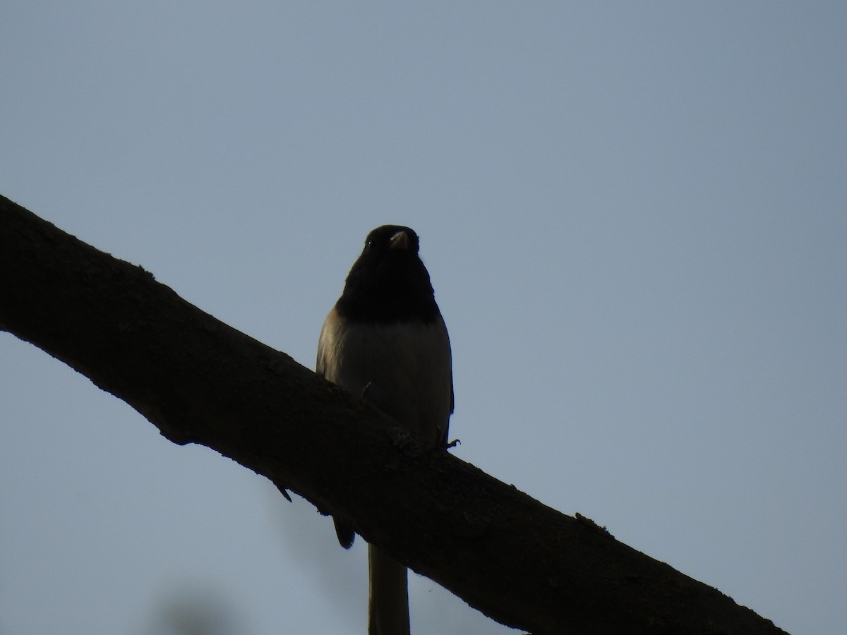 Dark-eyed Junco - ML214003991