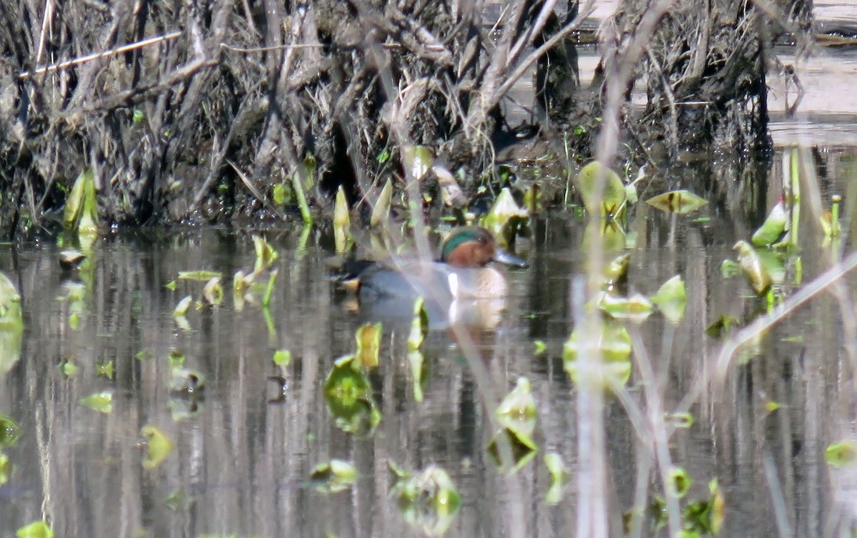 Green-winged Teal - ML214004291